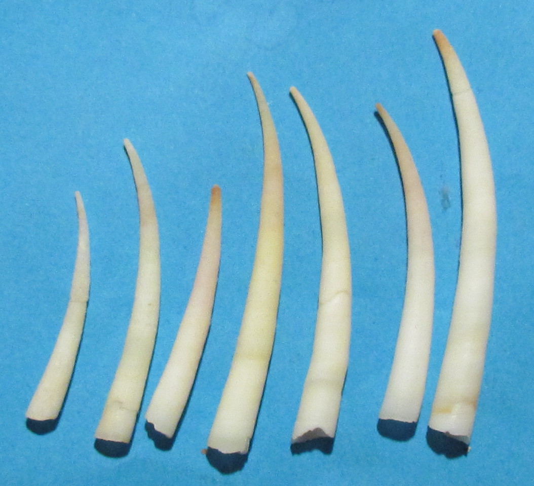 Dentalium 2